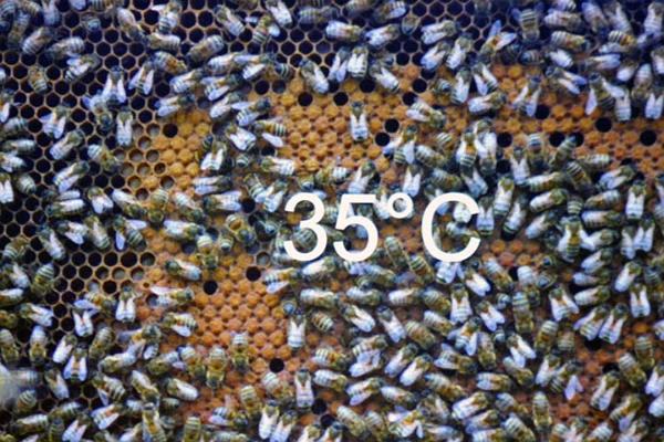 Honey bees keeping warm or cool.jpg